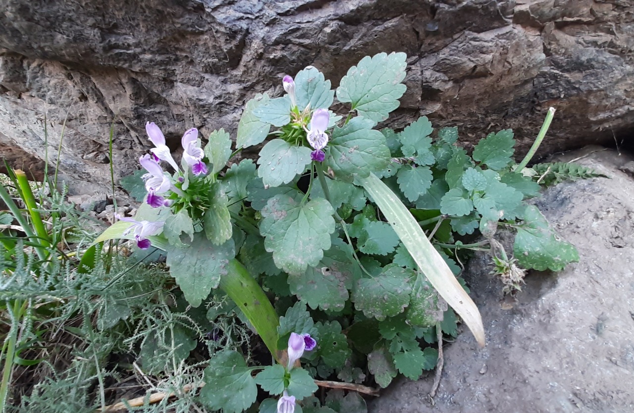 Lamium garganicum subsp. striatum var. striatum