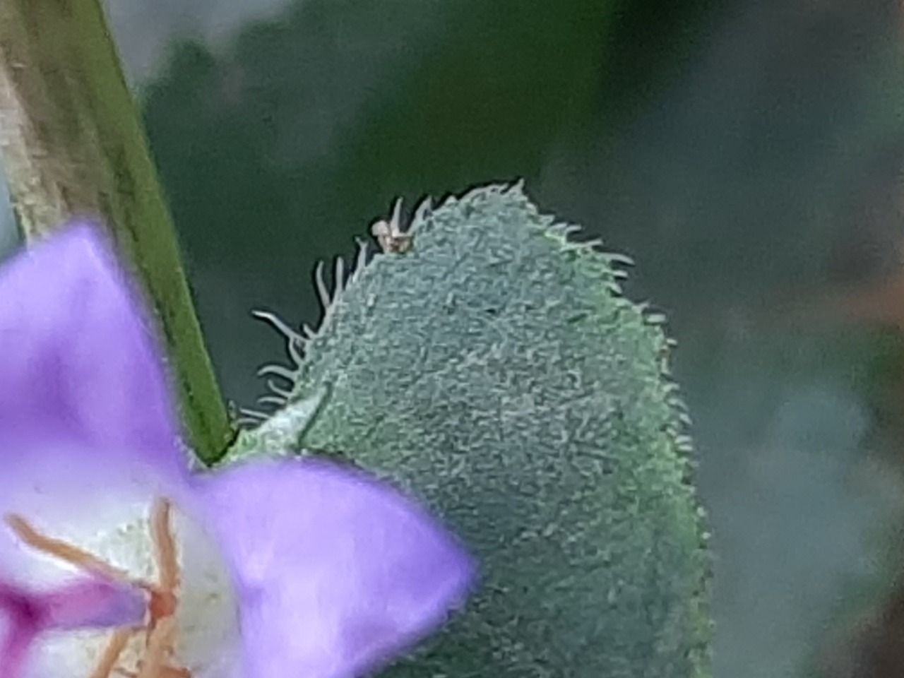 Lamium garganicum subsp. striatum var. striatum