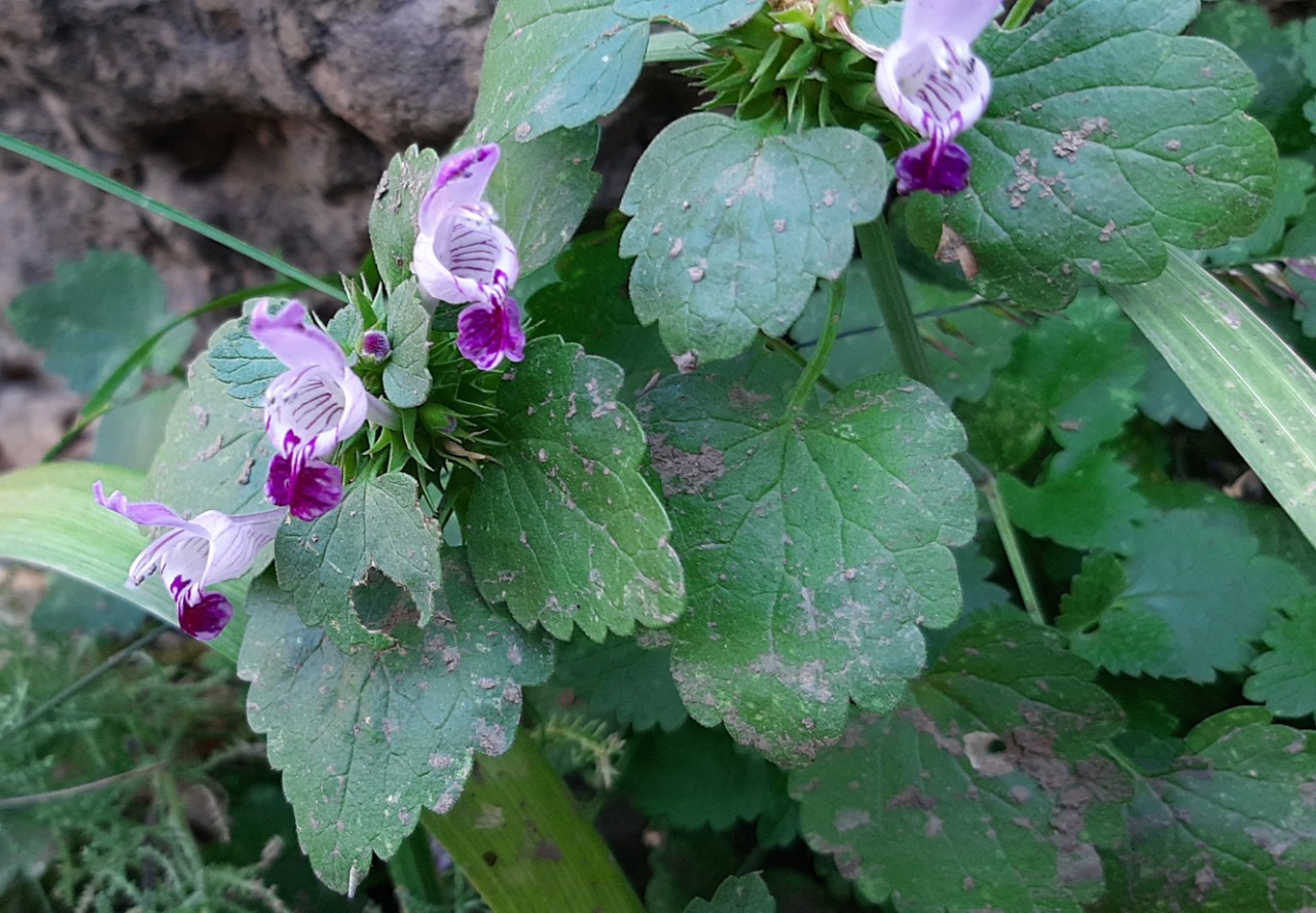 Lamium garganicum subsp. striatum var. striatum