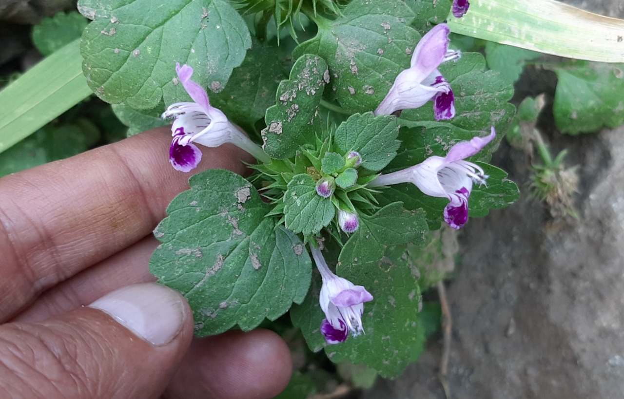 Lamium garganicum subsp. striatum var. striatum