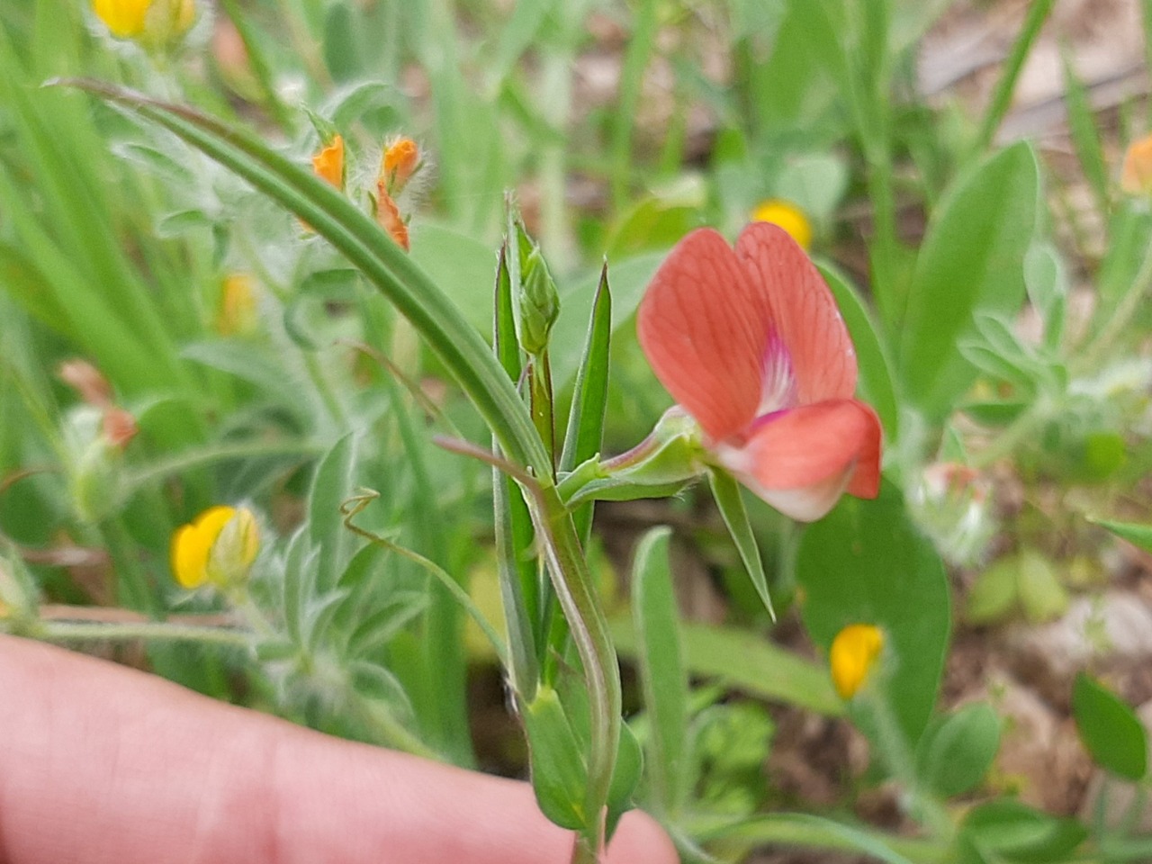 Lathyrus sphaericus