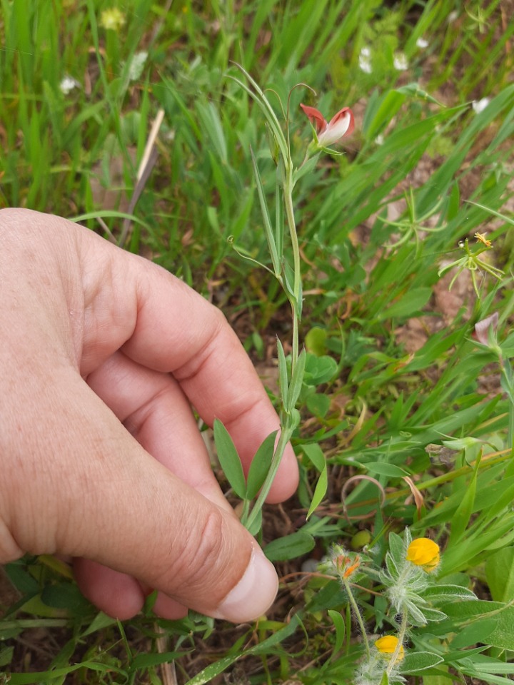 Lathyrus sphaericus