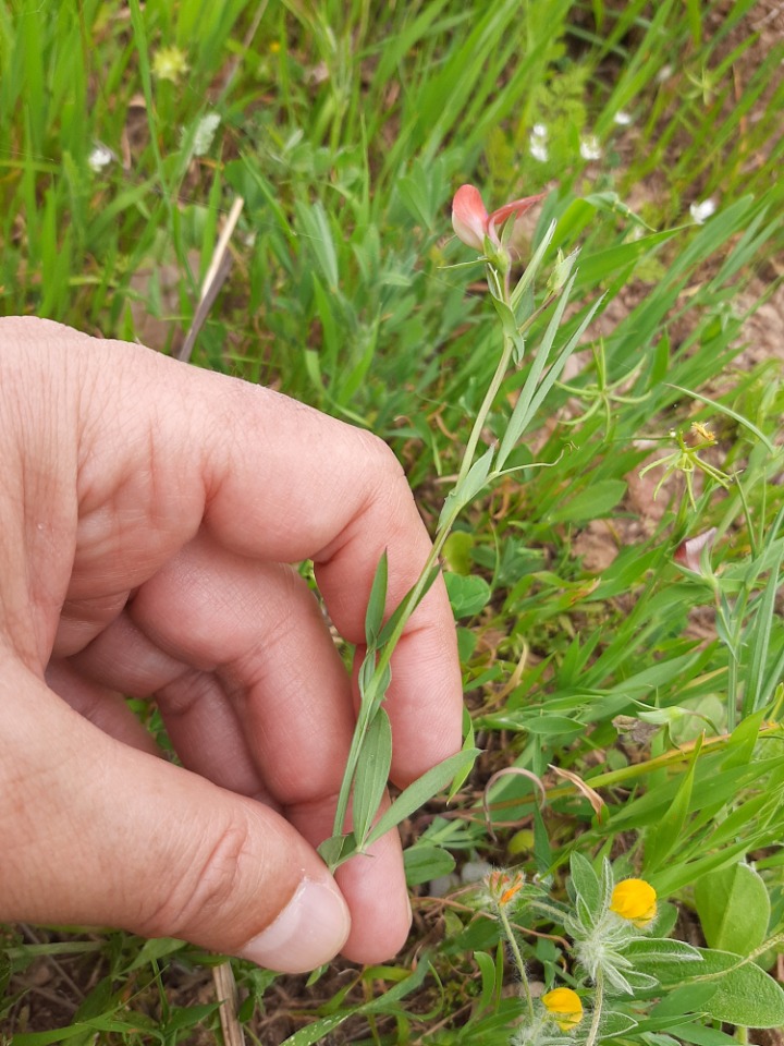 Lathyrus sphaericus