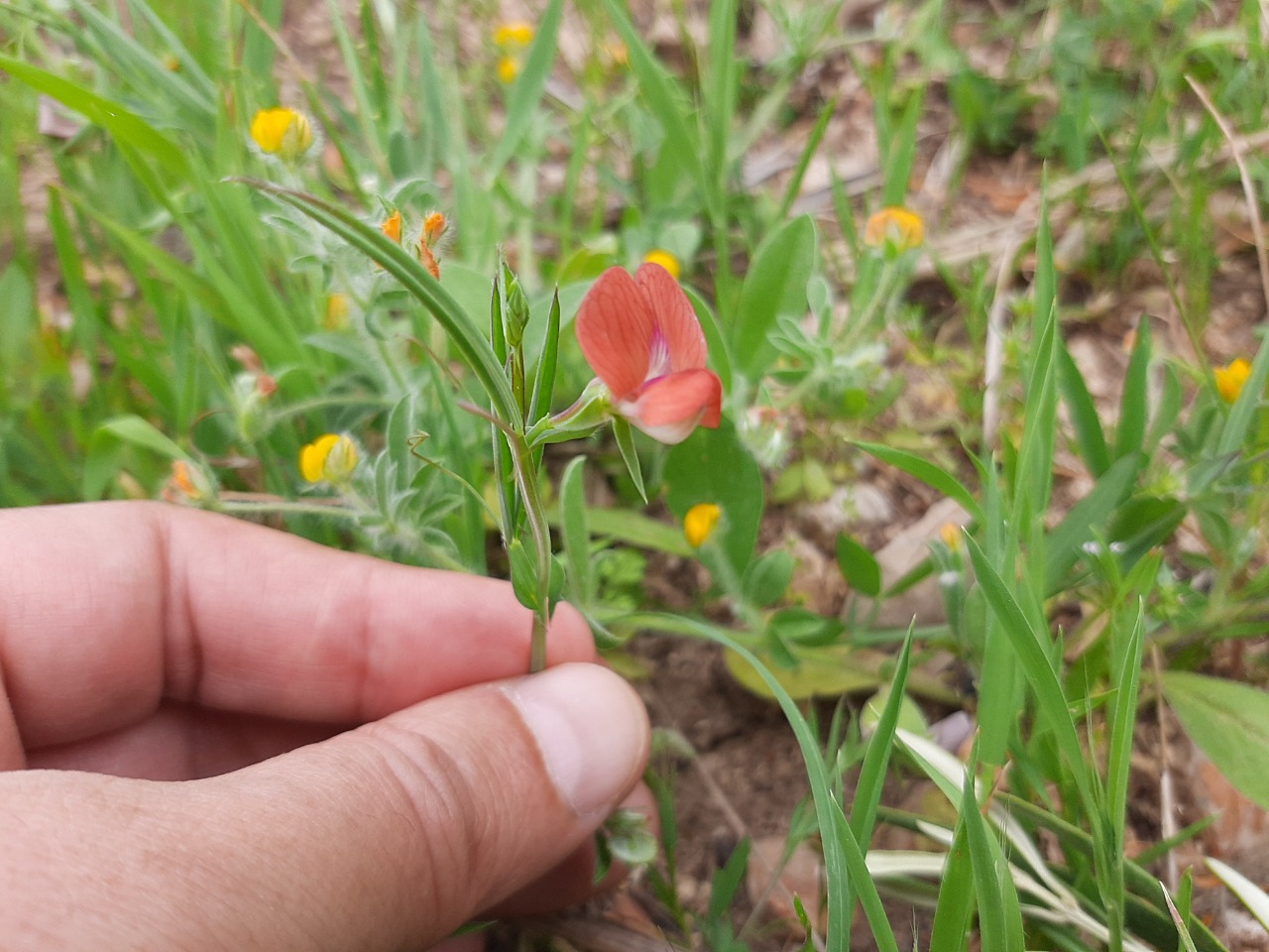 Lathyrus sphaericus