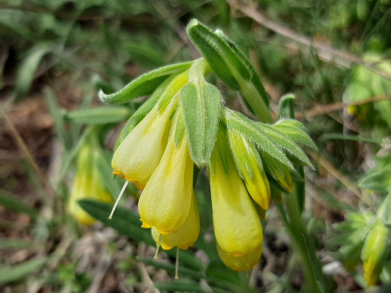 Onosma aucheriana 