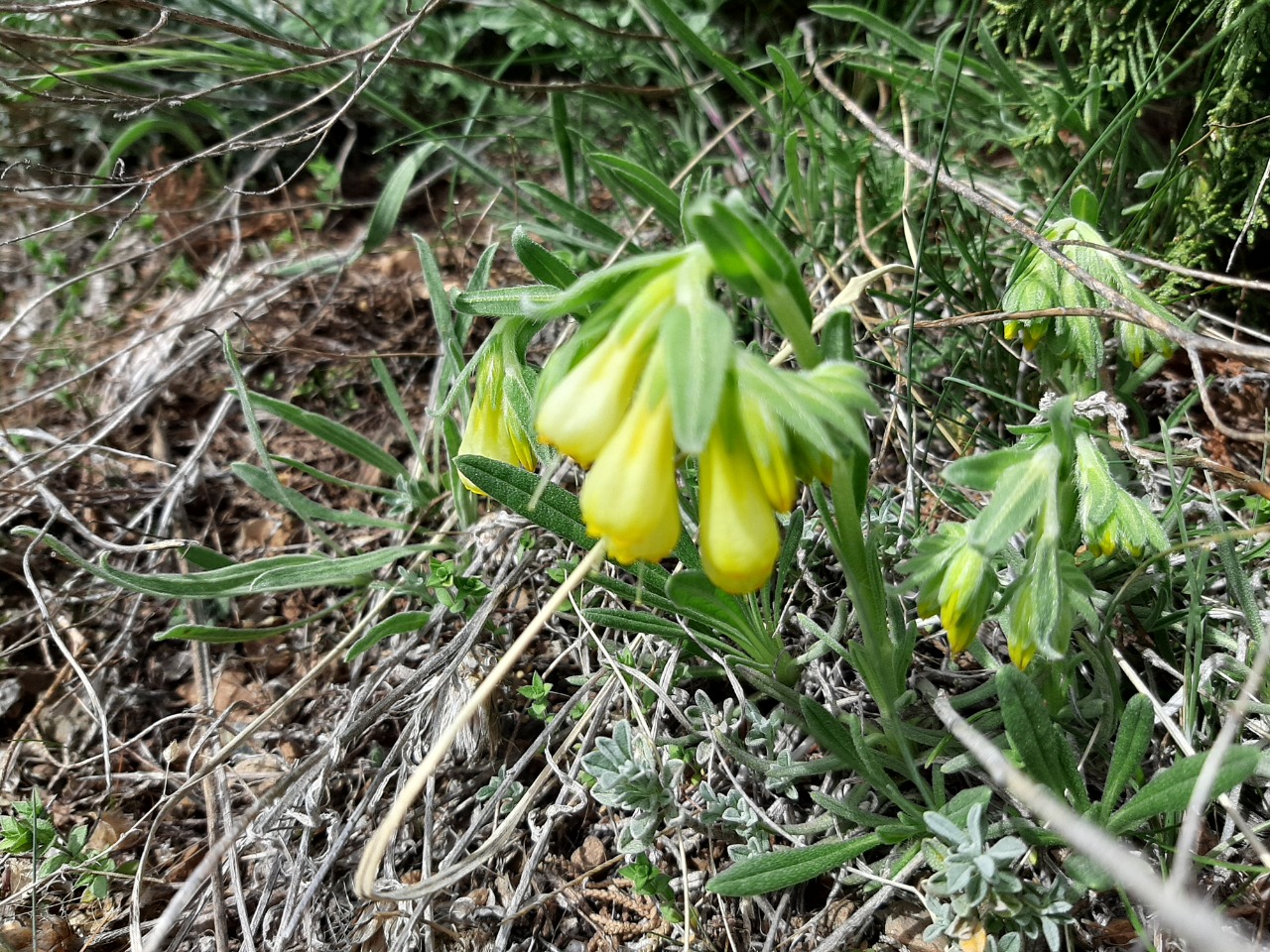 Onosma aucheriana 