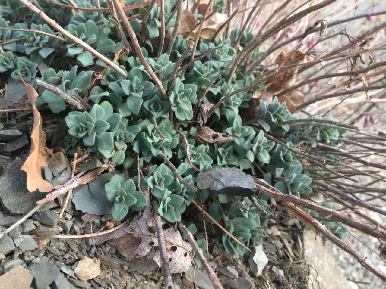 Origanum sipyleum 
