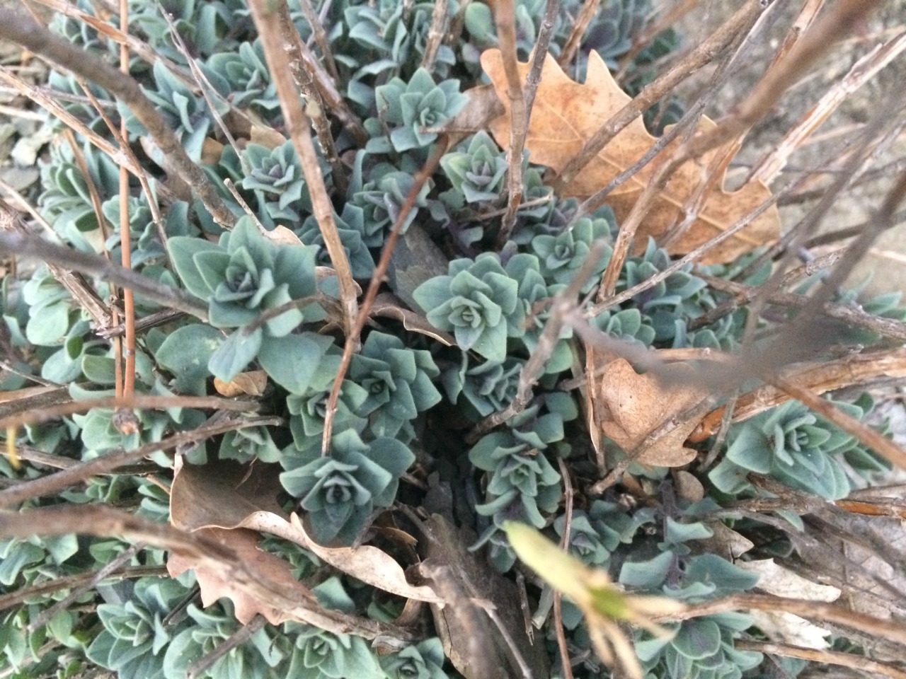 Origanum sipyleum 