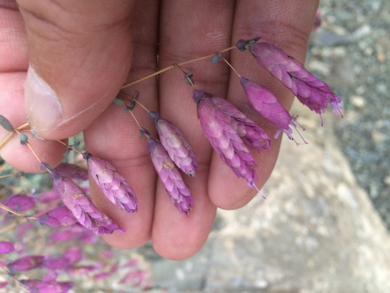 Origanum sipyleum 
