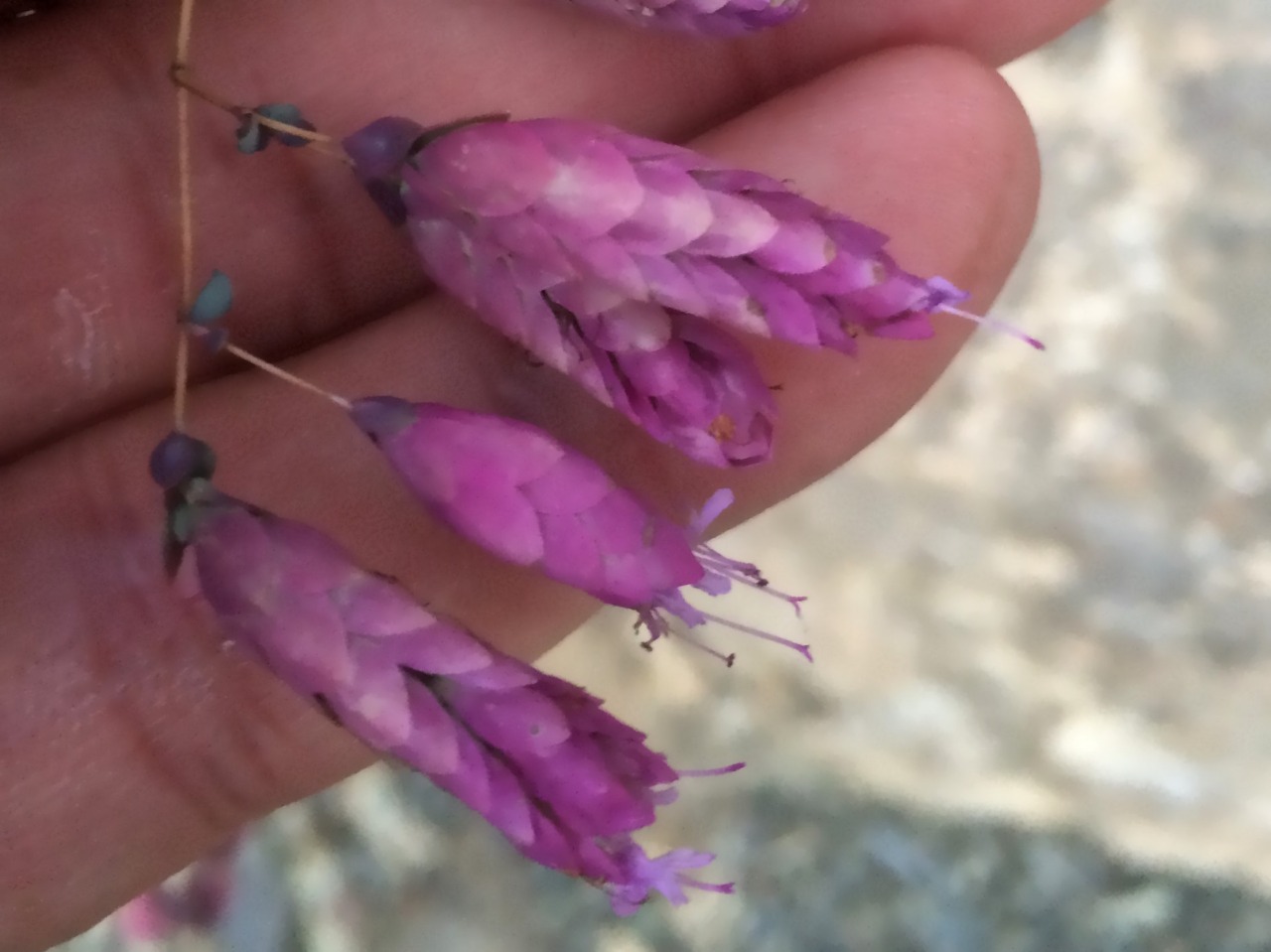 Origanum sipyleum 
