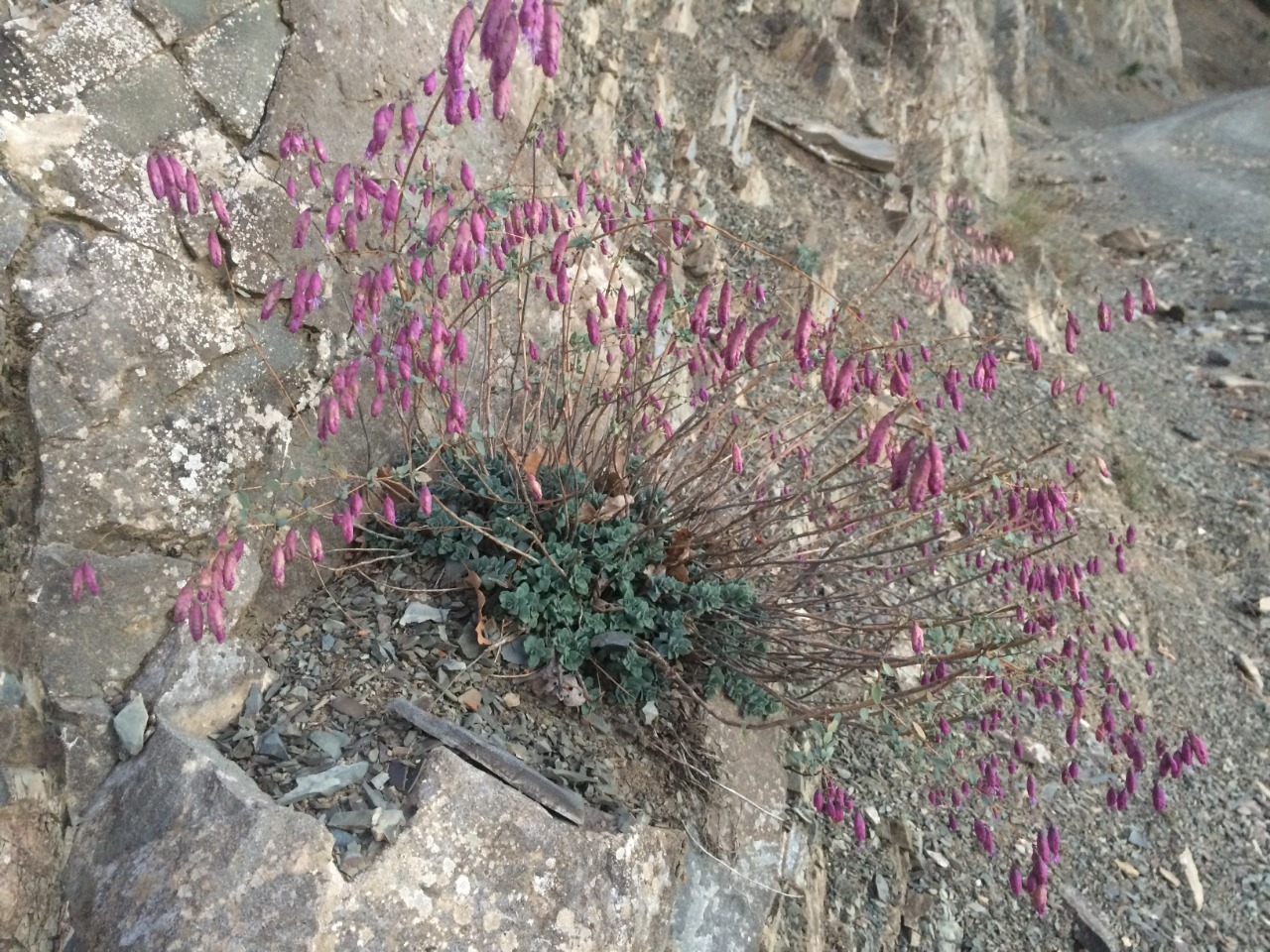 Origanum sipyleum 