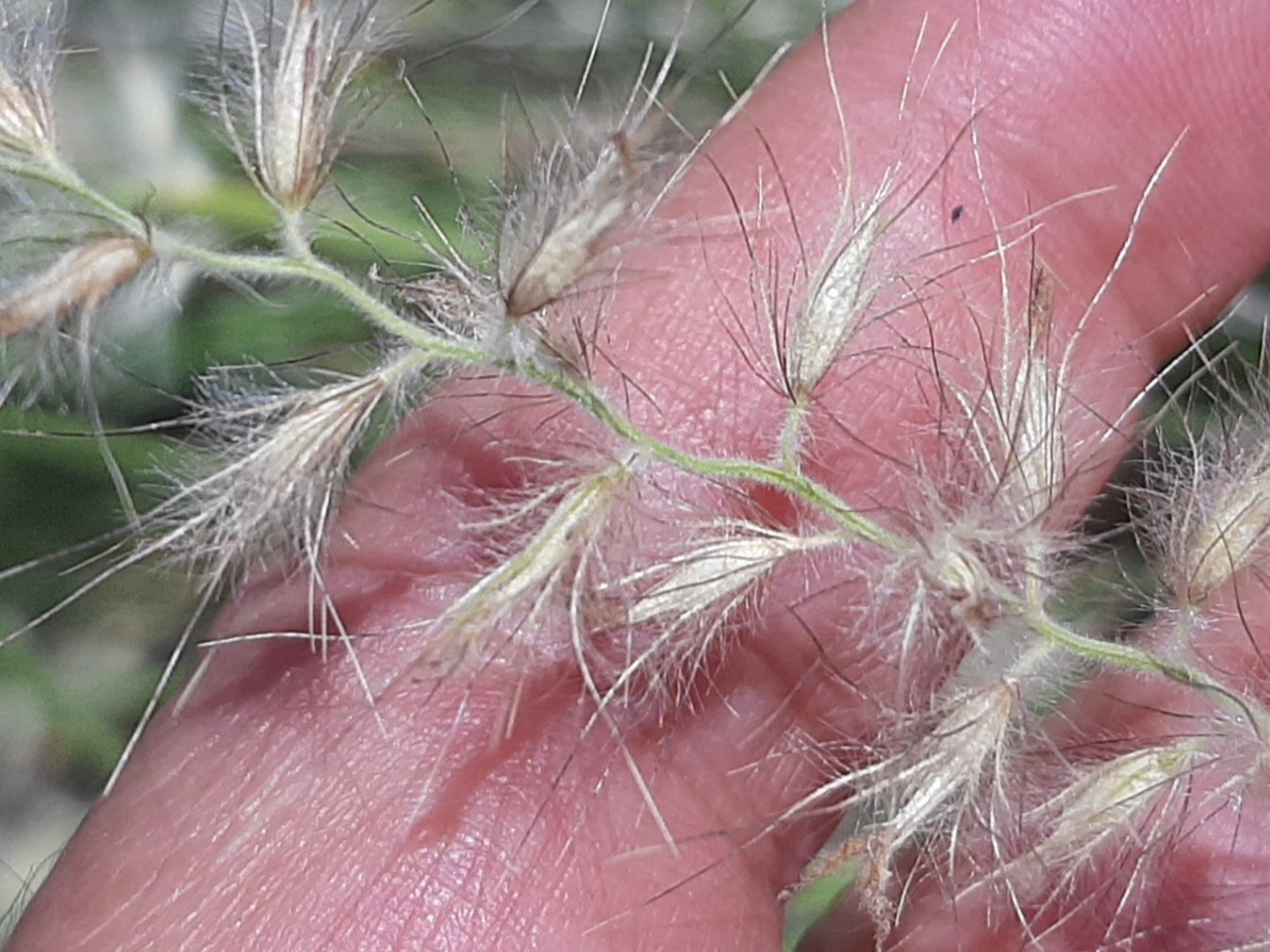 Pennisetum orientale 