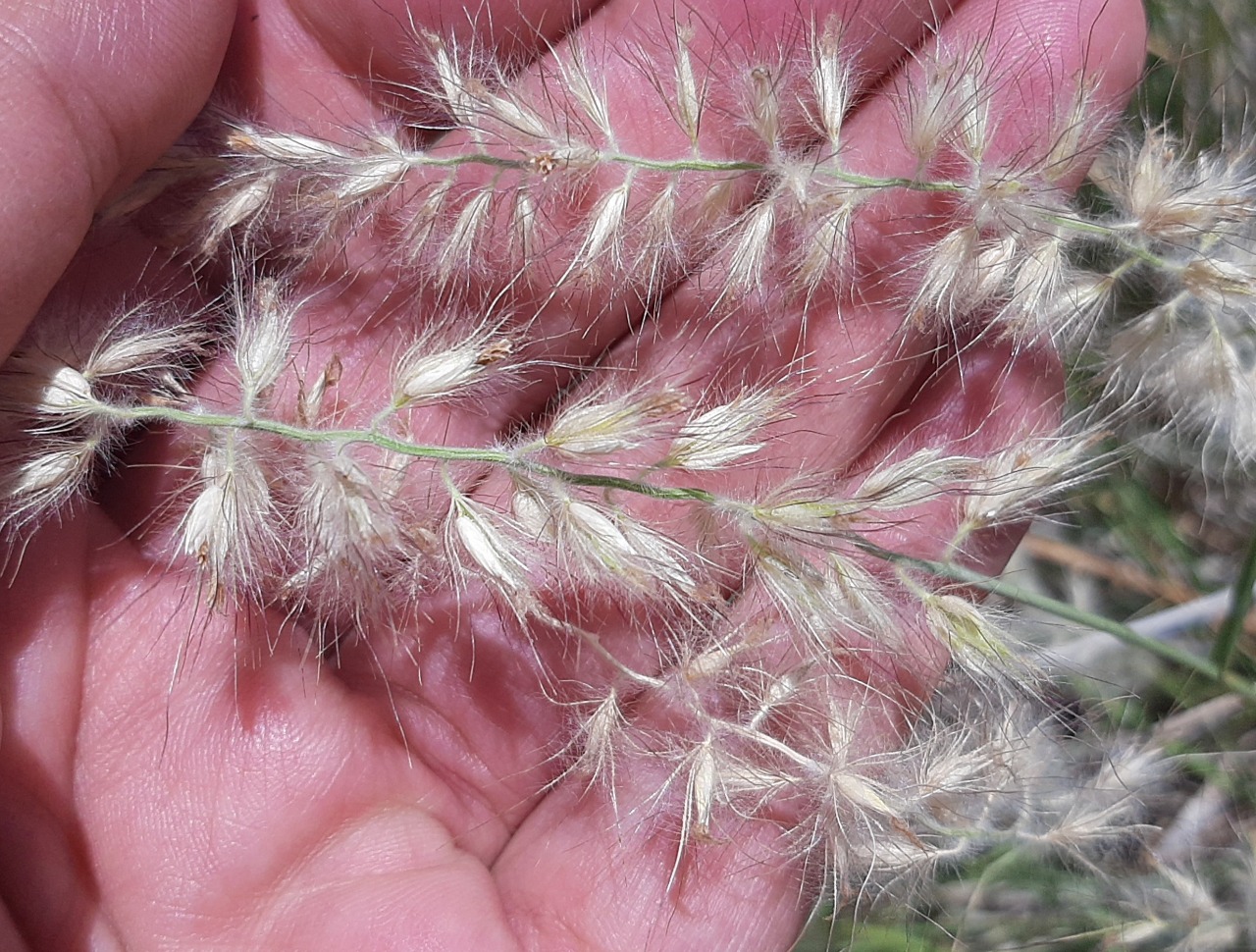 Pennisetum orientale 