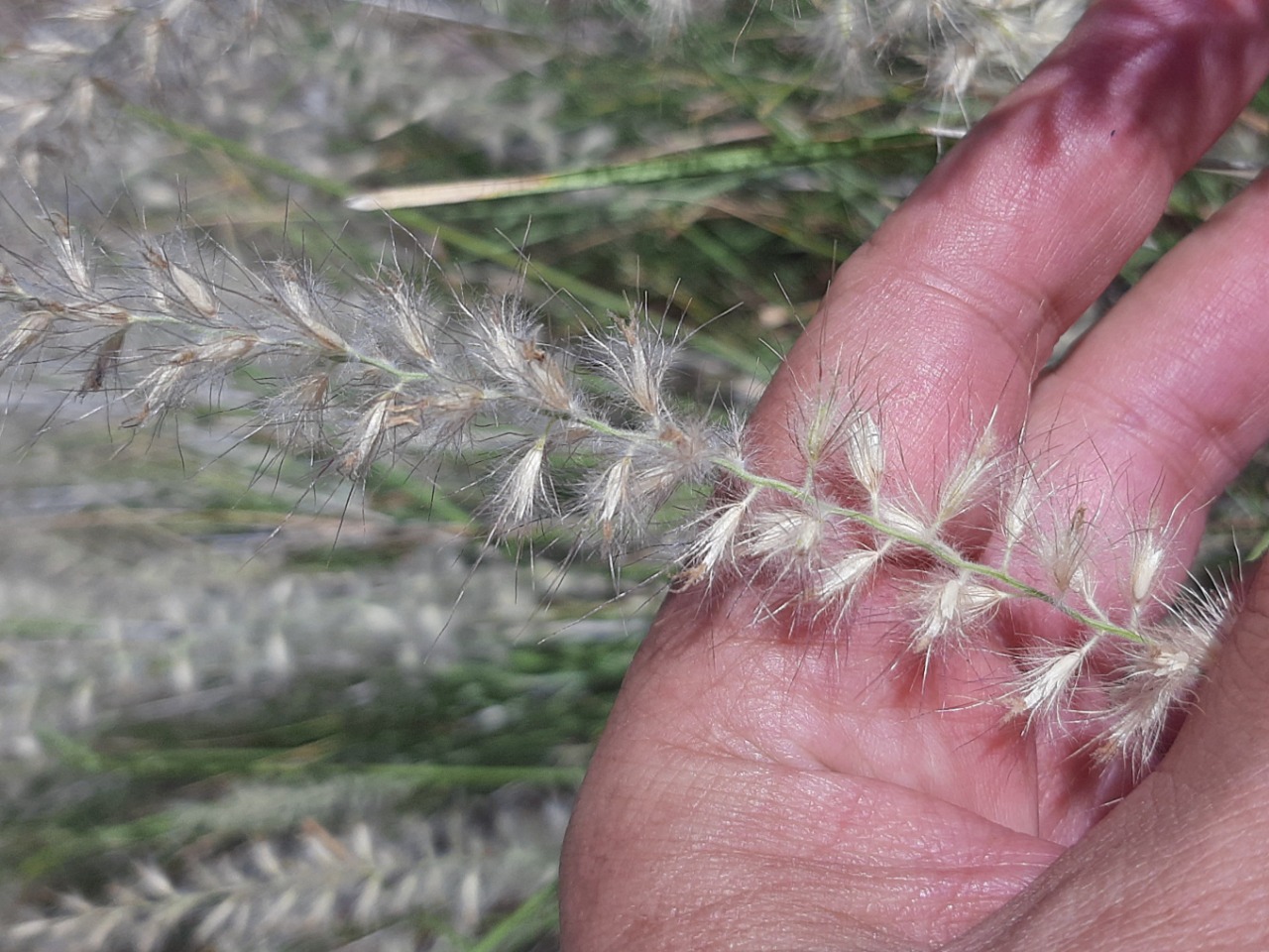 Pennisetum orientale 