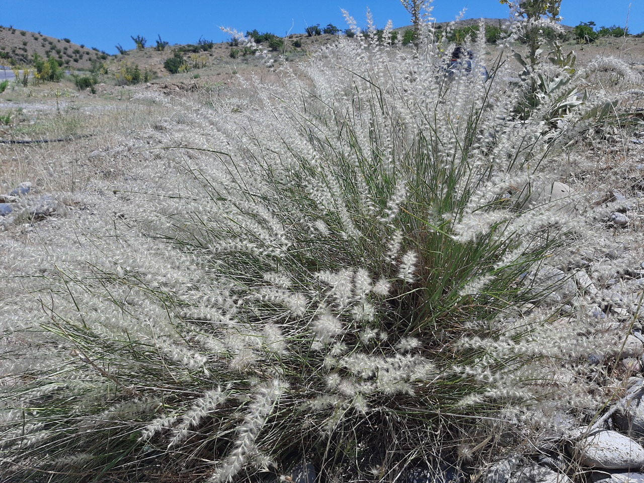 Pennisetum orientale 