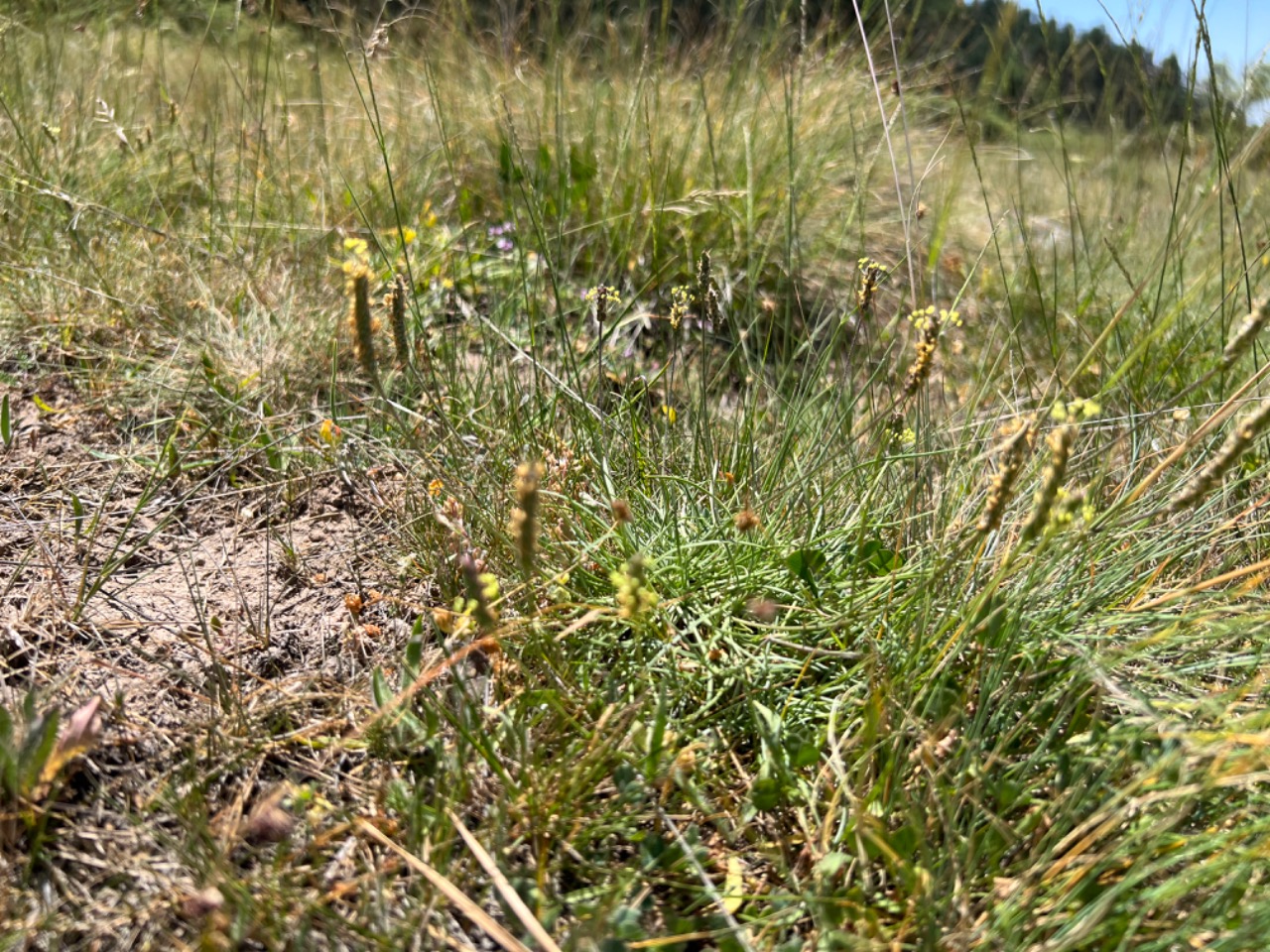 Plantago holosteum 