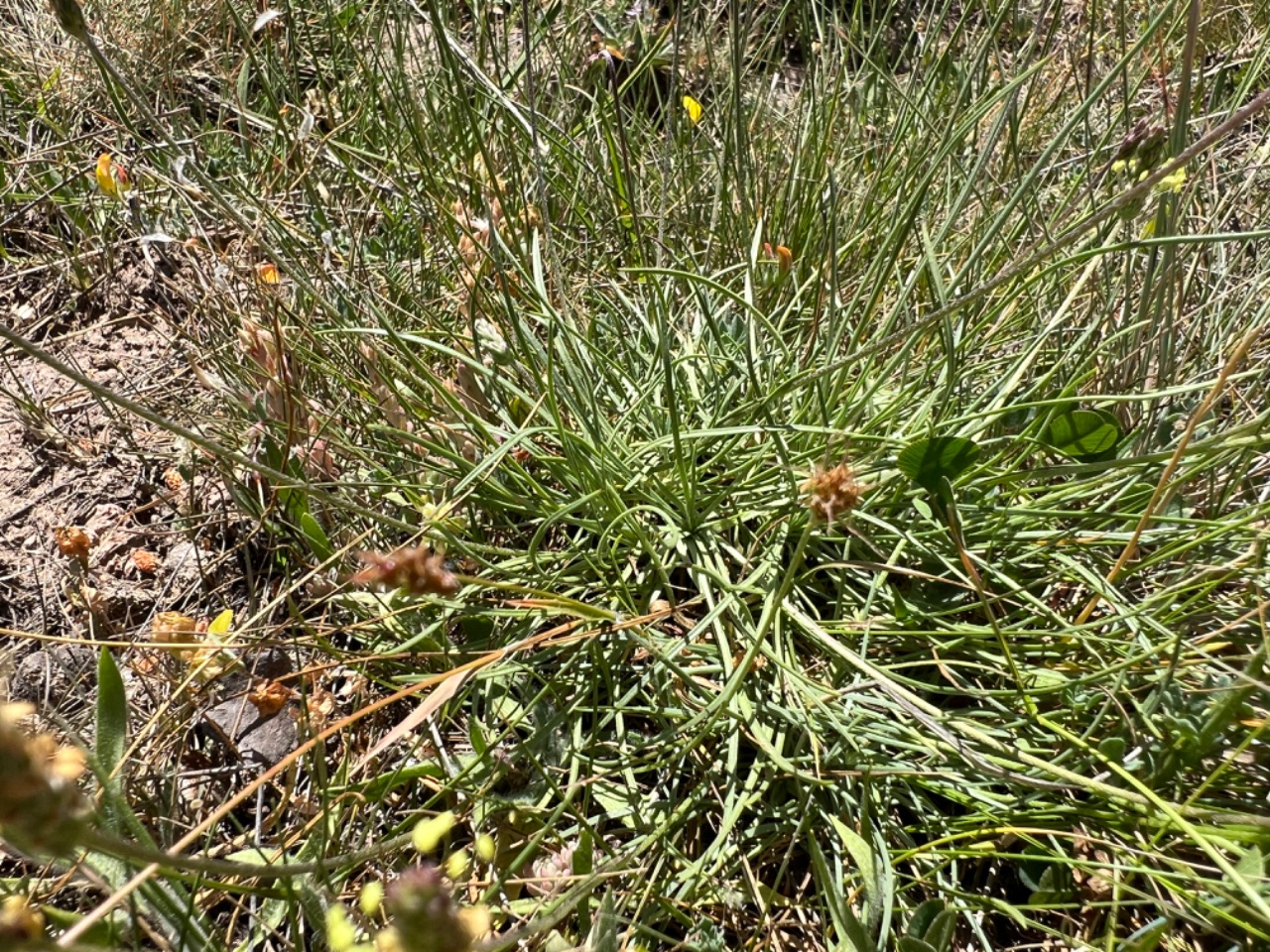 Plantago holosteum 