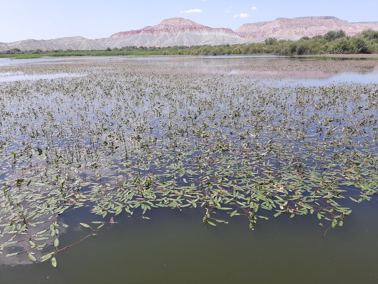 Polygonum amphibium 