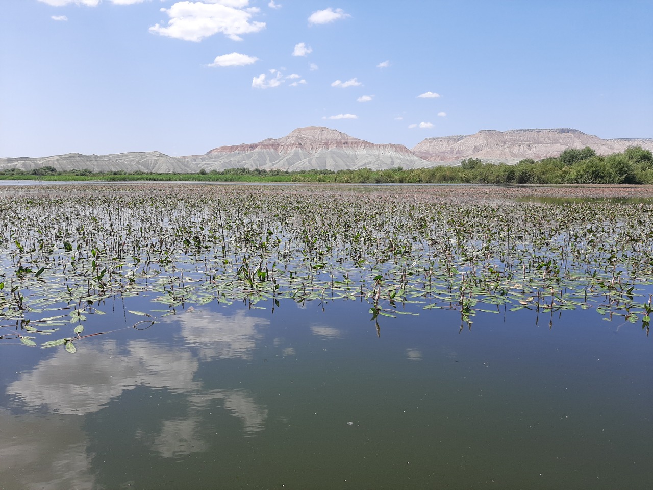 Polygonum amphibium 