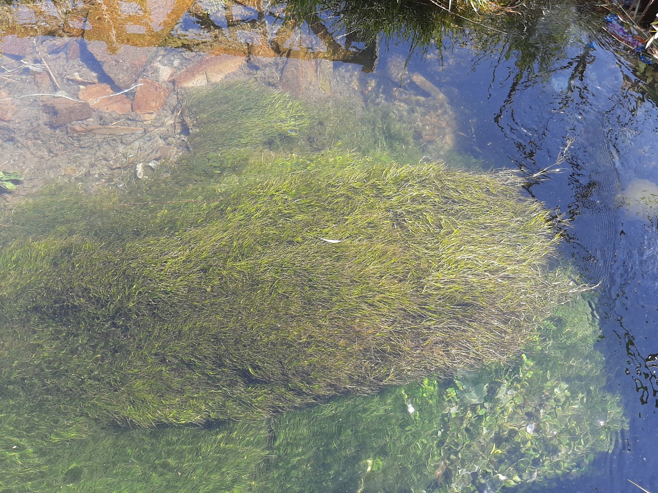 Potamogeton pusillus 