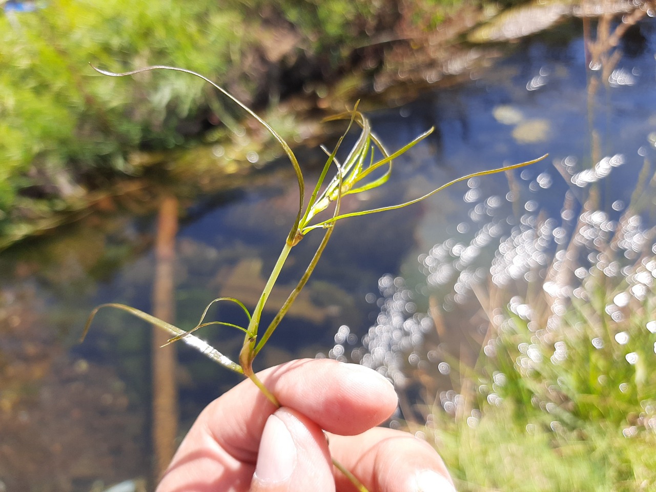 Potamogeton pusillus 