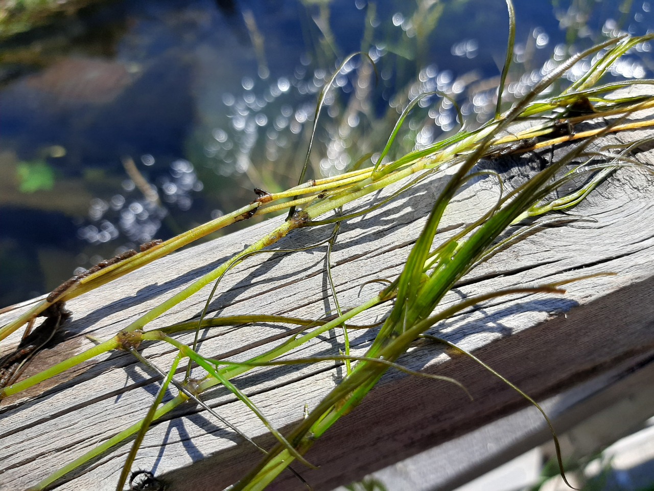 Potamogeton pusillus 