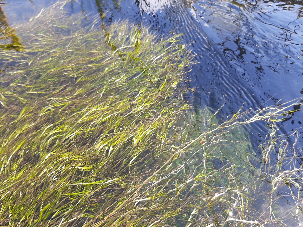Potamogeton pusillus 