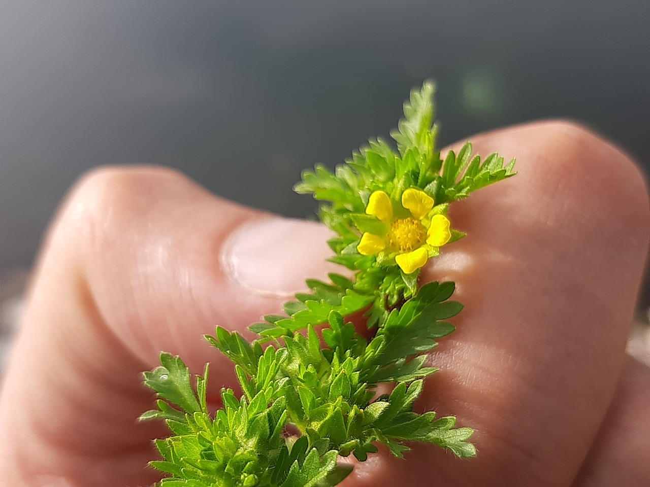 Potentilla supina 