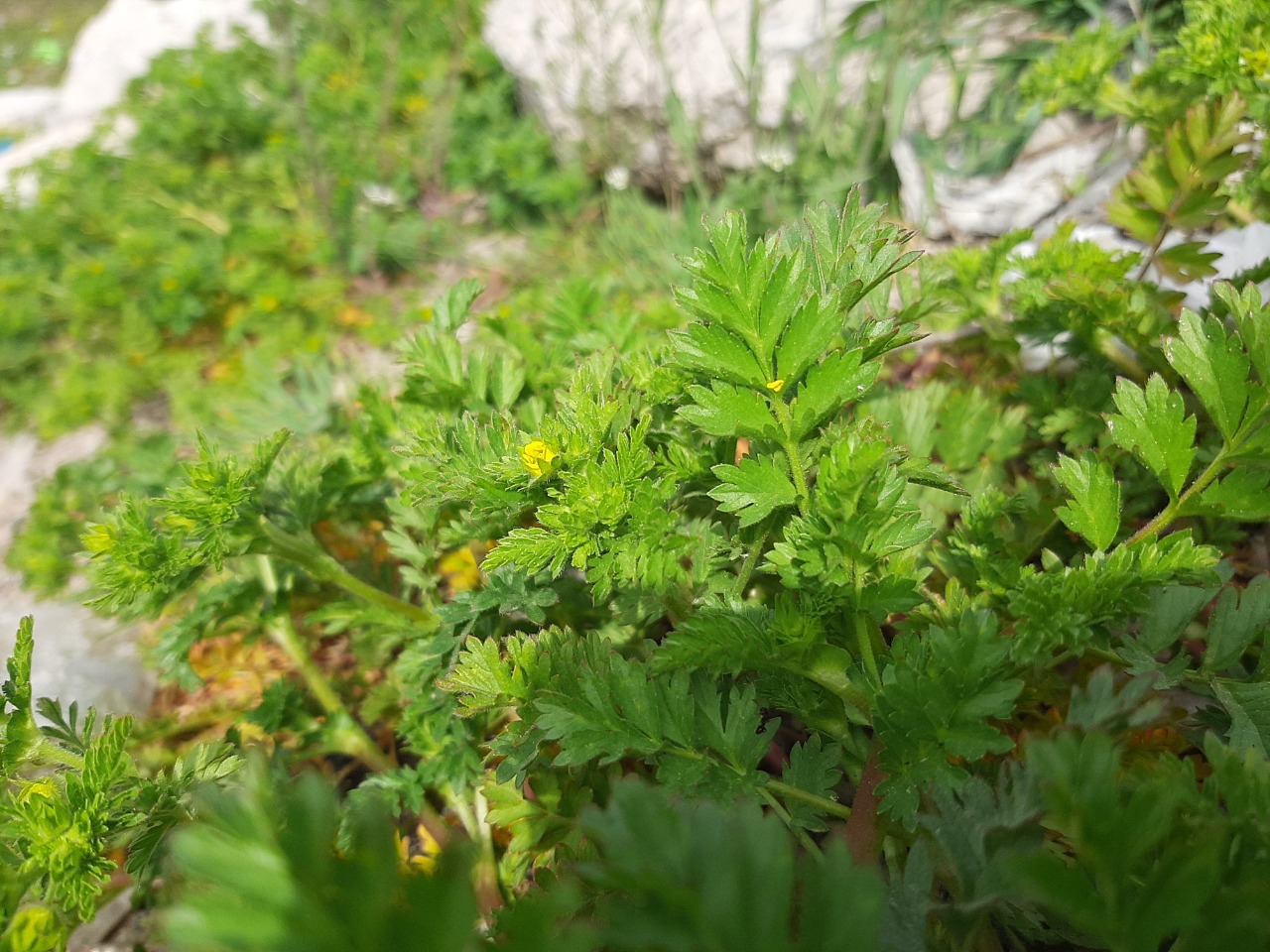 Potentilla supina 