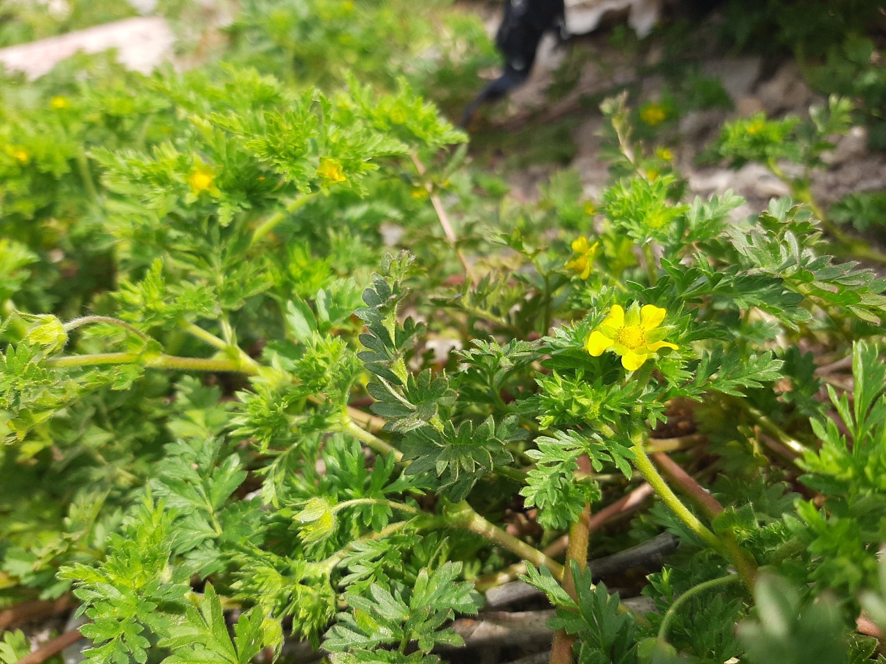 Potentilla supina 