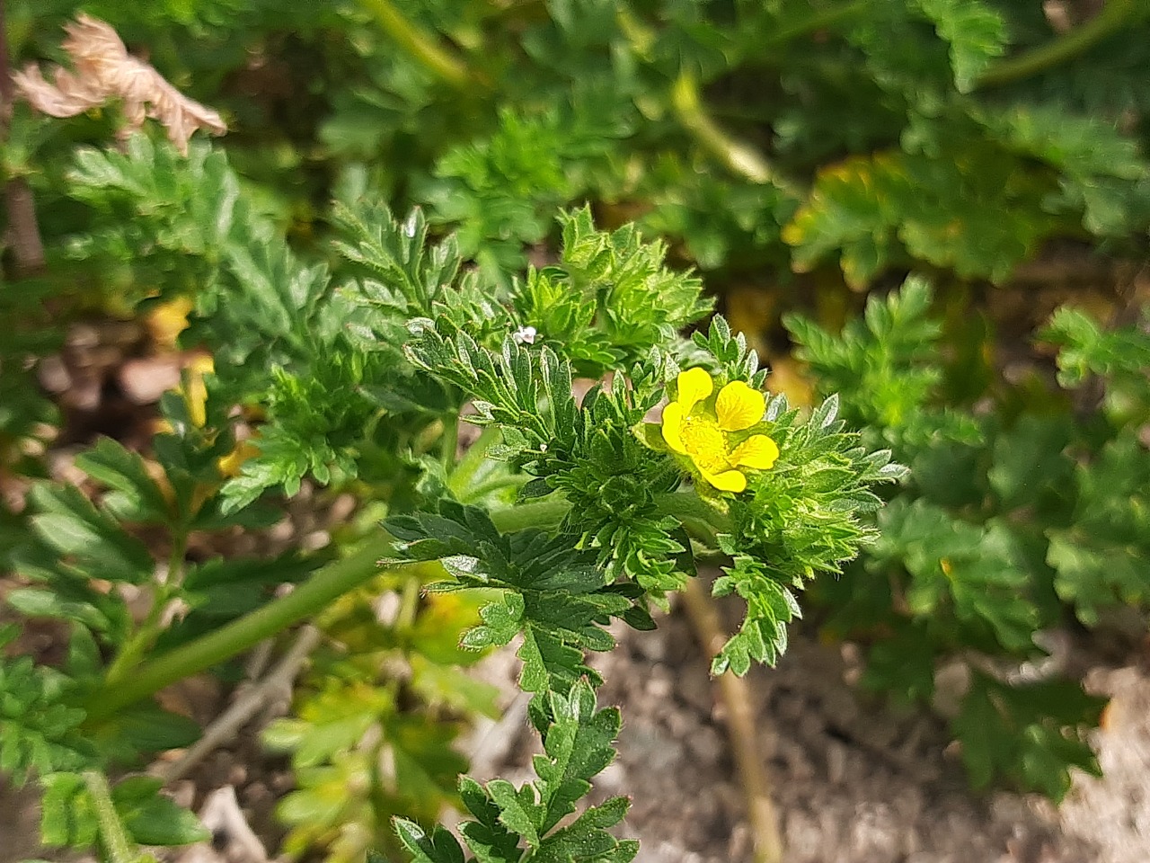 Potentilla supina 