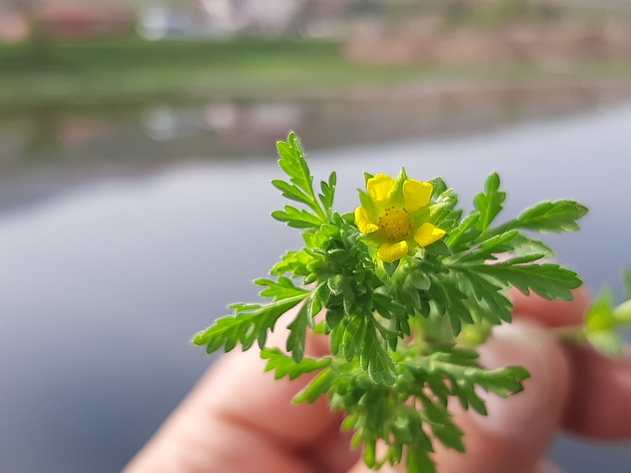 Potentilla supina 