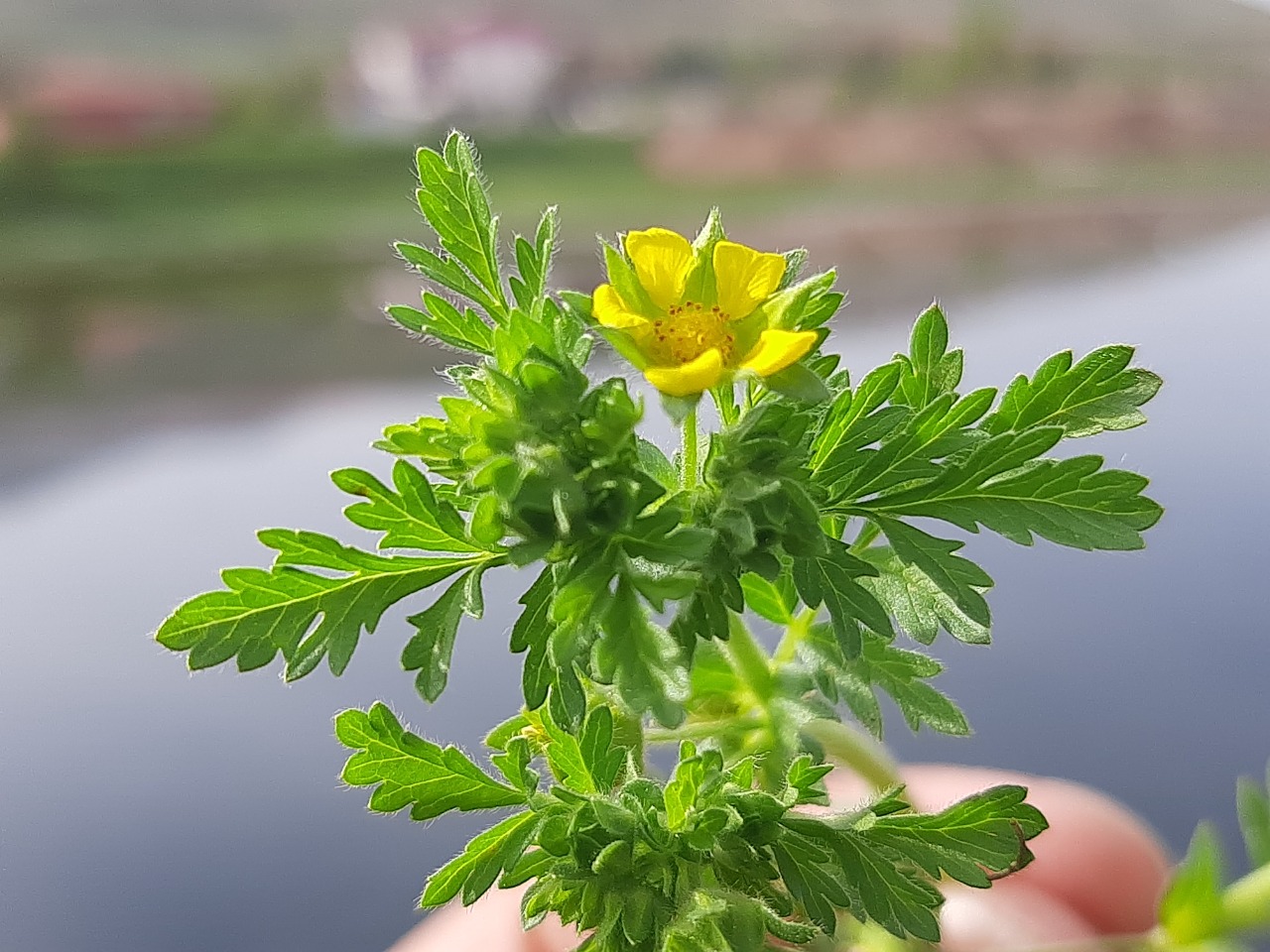 Potentilla supina 