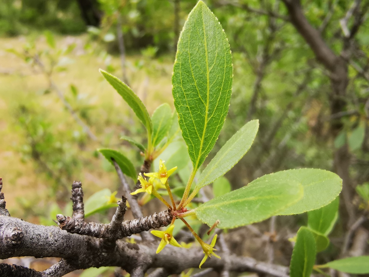 Rhamnus rhodopea 