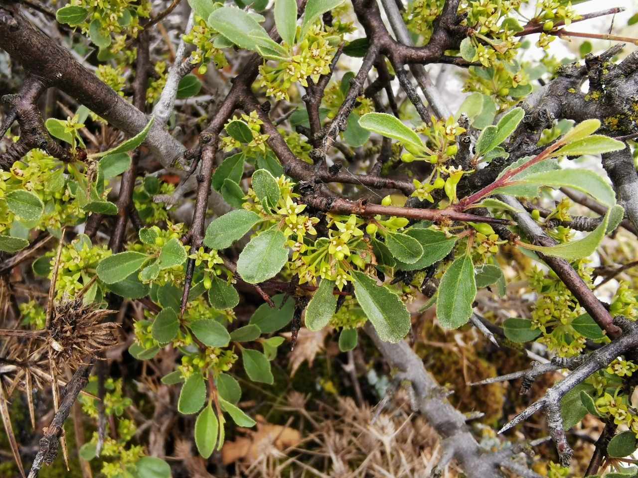 Rhamnus rhodopea 