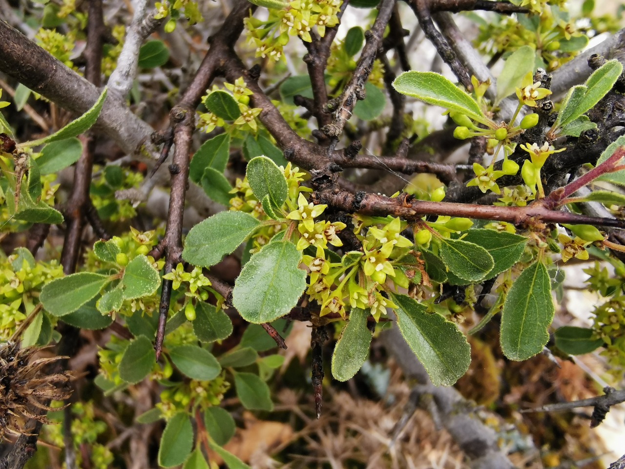 Rhamnus rhodopea 