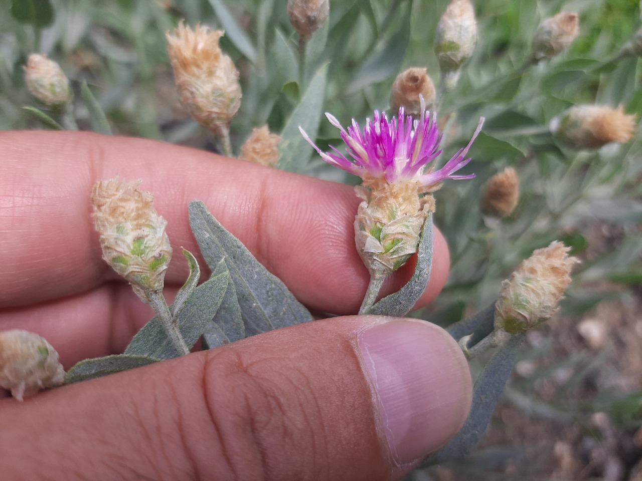 Rhaponticum repens 