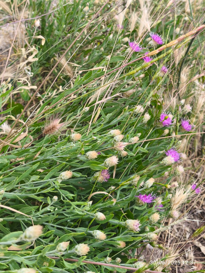 Rhaponticum repens 