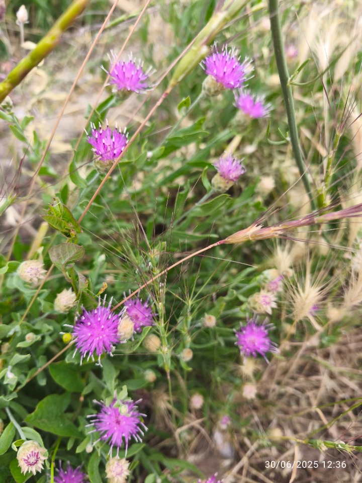 Rhaponticum repens 