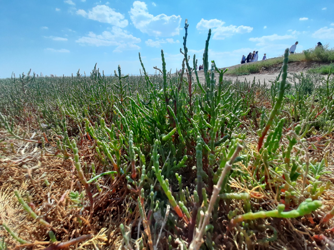 Salicornia freitagii 