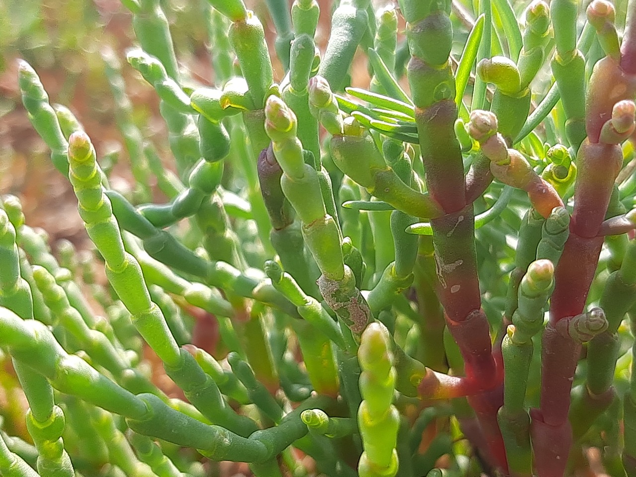 Salicornia freitagii 