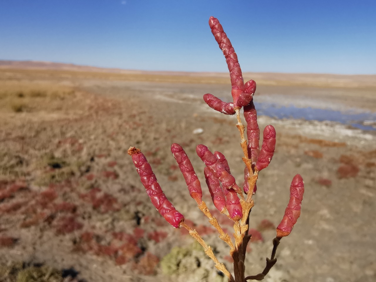 Salicornia perennans 