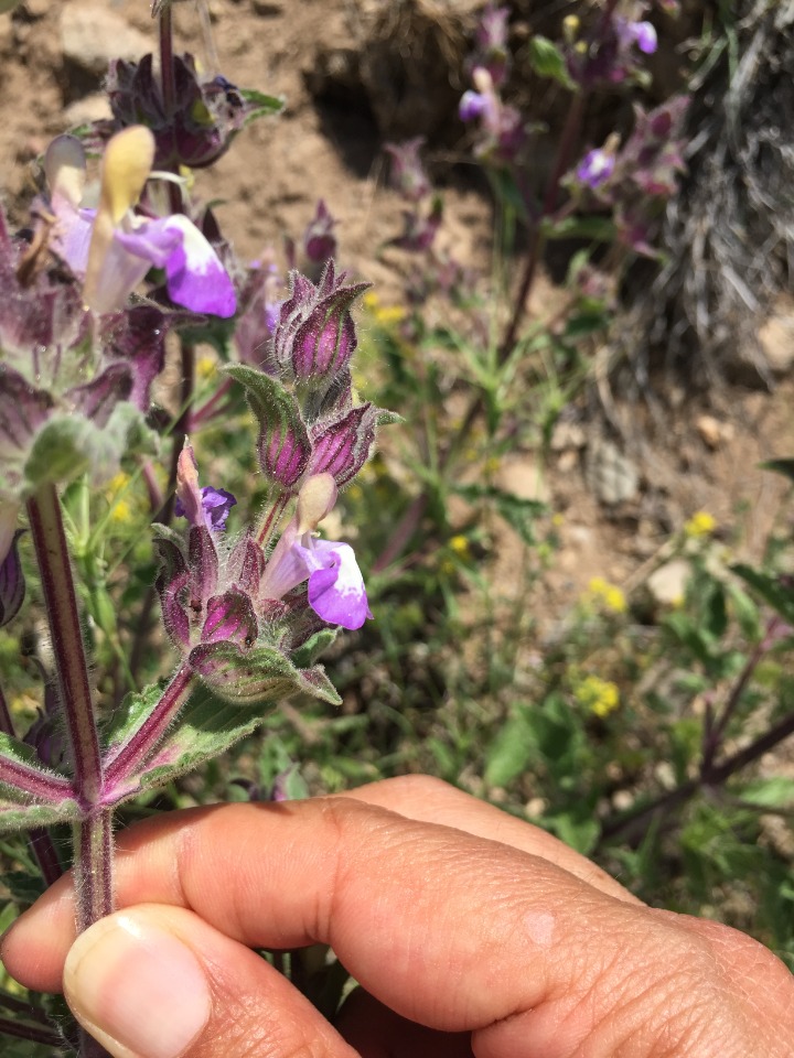 Salvia bracteata 