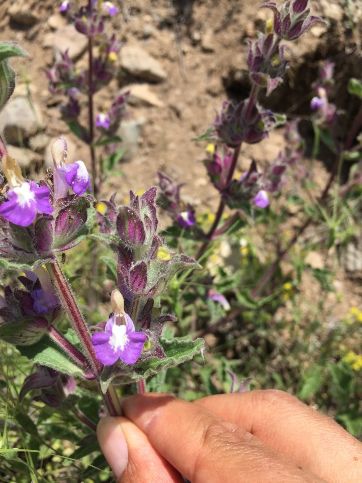 Salvia bracteata 