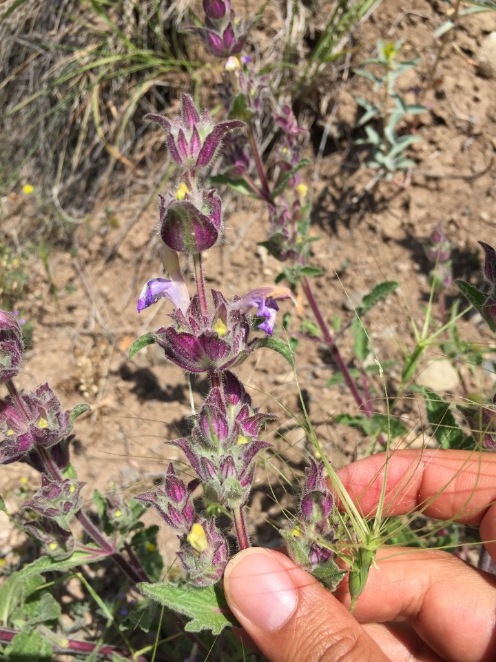 Salvia bracteata 