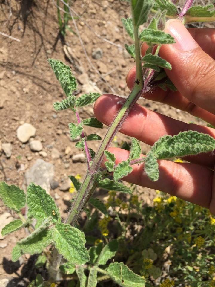 Salvia bracteata 