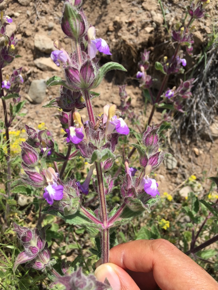 Salvia bracteata 