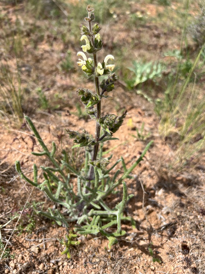 Salvia ceratophylla 