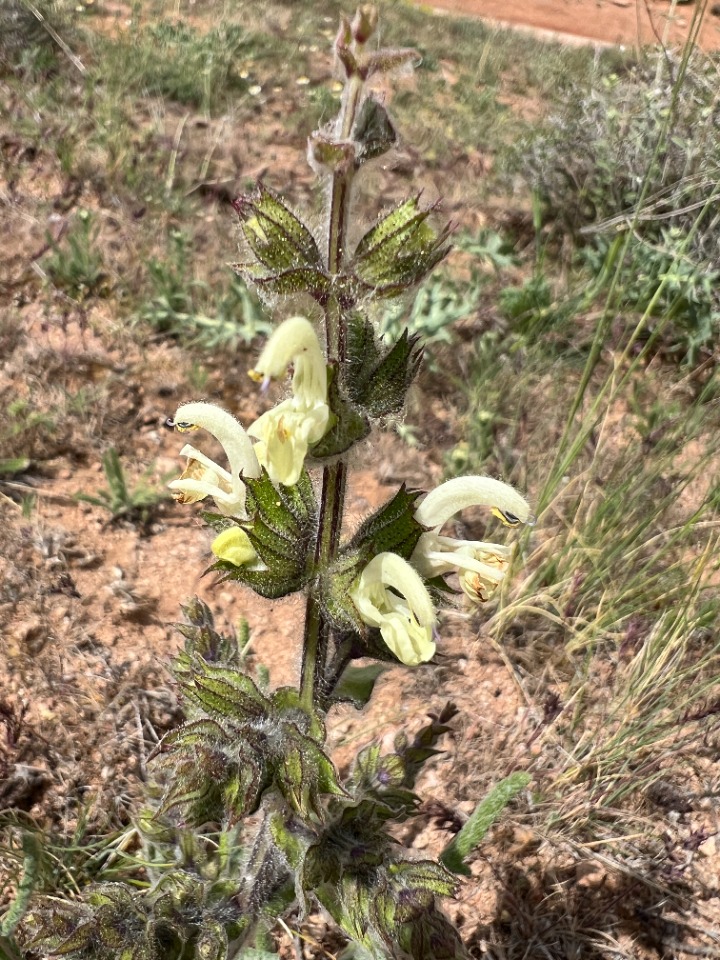 Salvia ceratophylla 