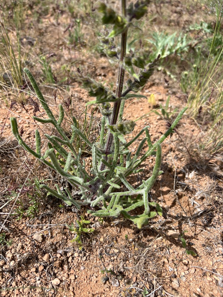 Salvia ceratophylla 